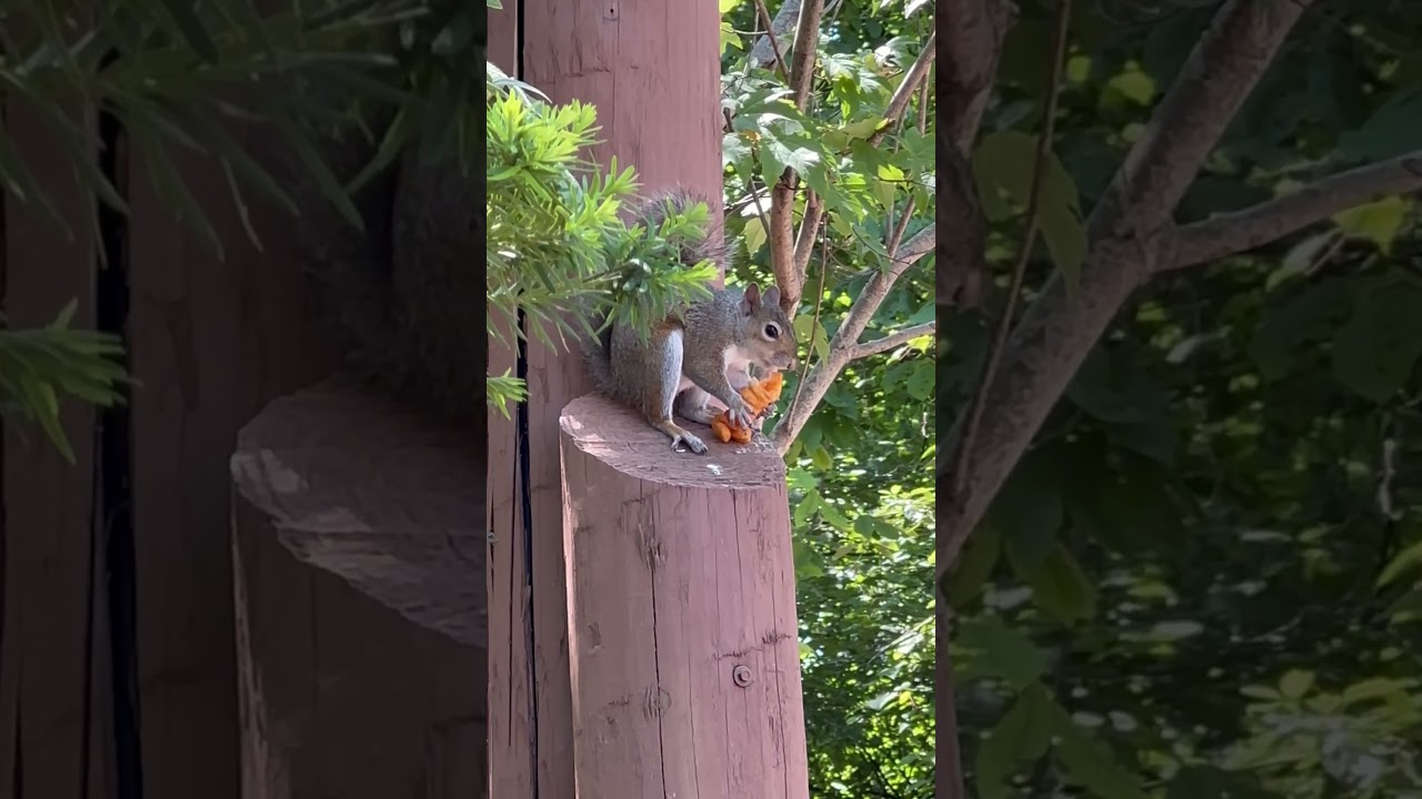 Squirrel #silverdollarcity