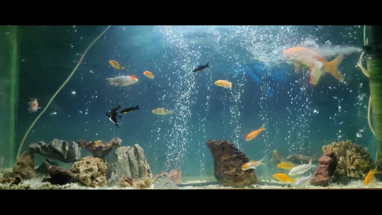 Aquarium - community tank