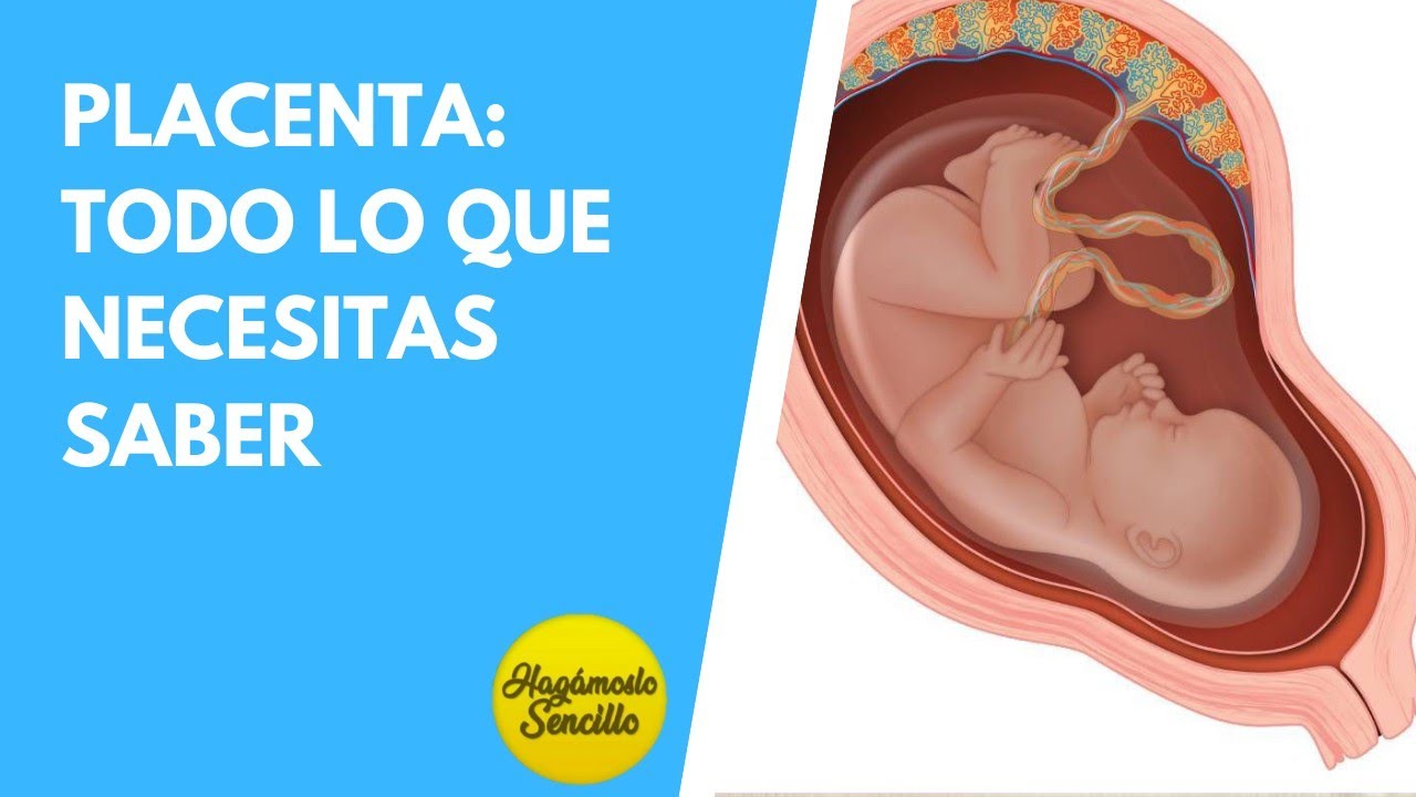 PLACENTA: TODO LO QUE TIENES QUE SABER - ANATOMIA Y FUNCIONES DE LA PLACENTA
