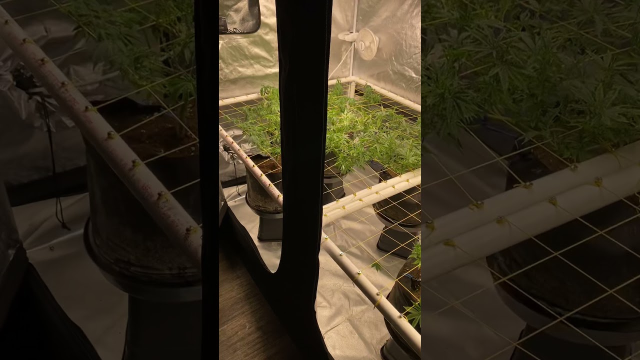 4x8 Scrog Grow tent setup