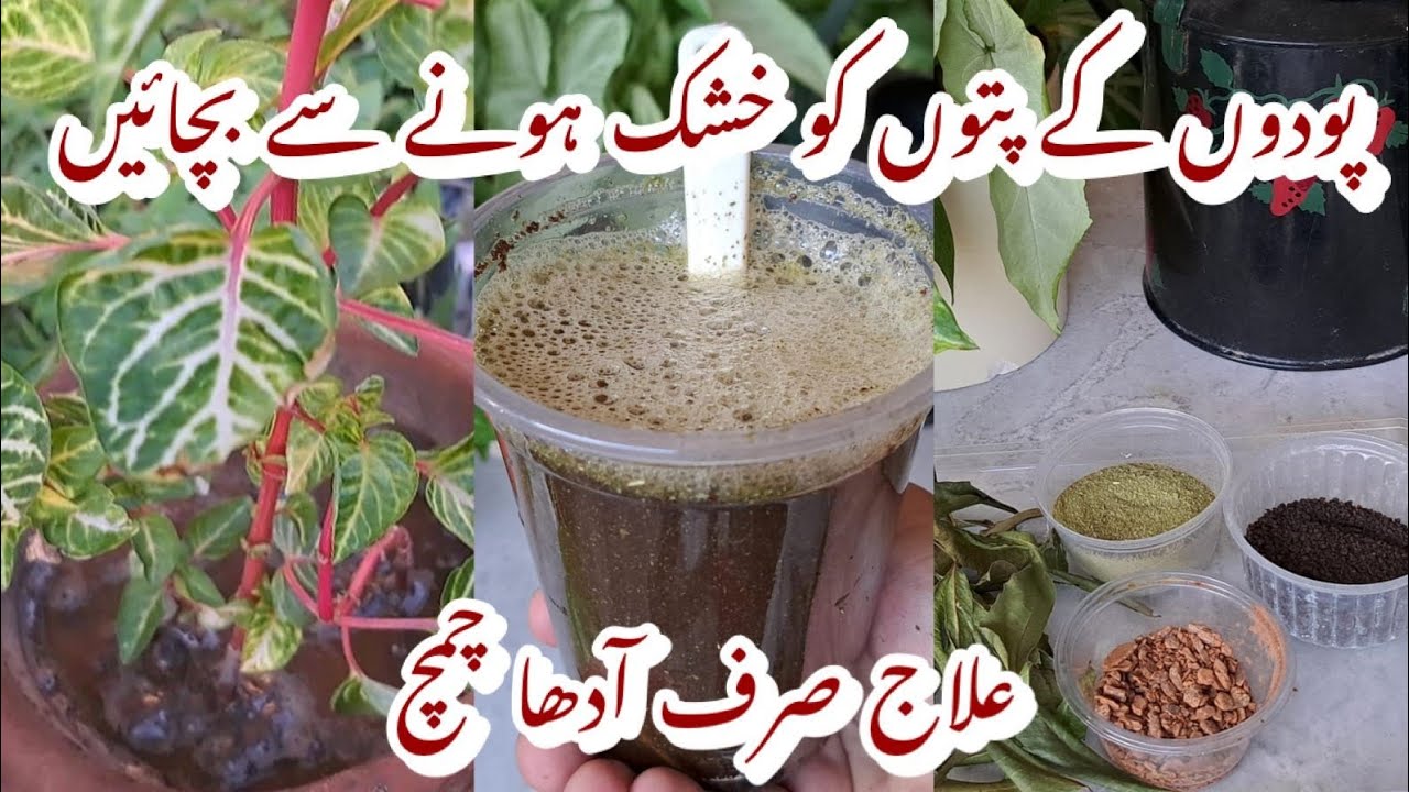 Cheap Natural Liquid Fertiliser for Plants | Remedy for Dry Leaves | Podon ko Sokhne se Kaise Bachae