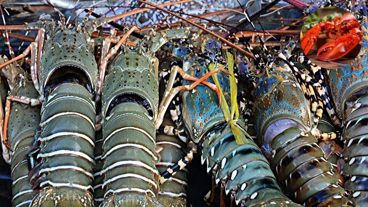 Explorando la Industria Moderna del Cultivo de Langostas Del Criadero a la Cosecha