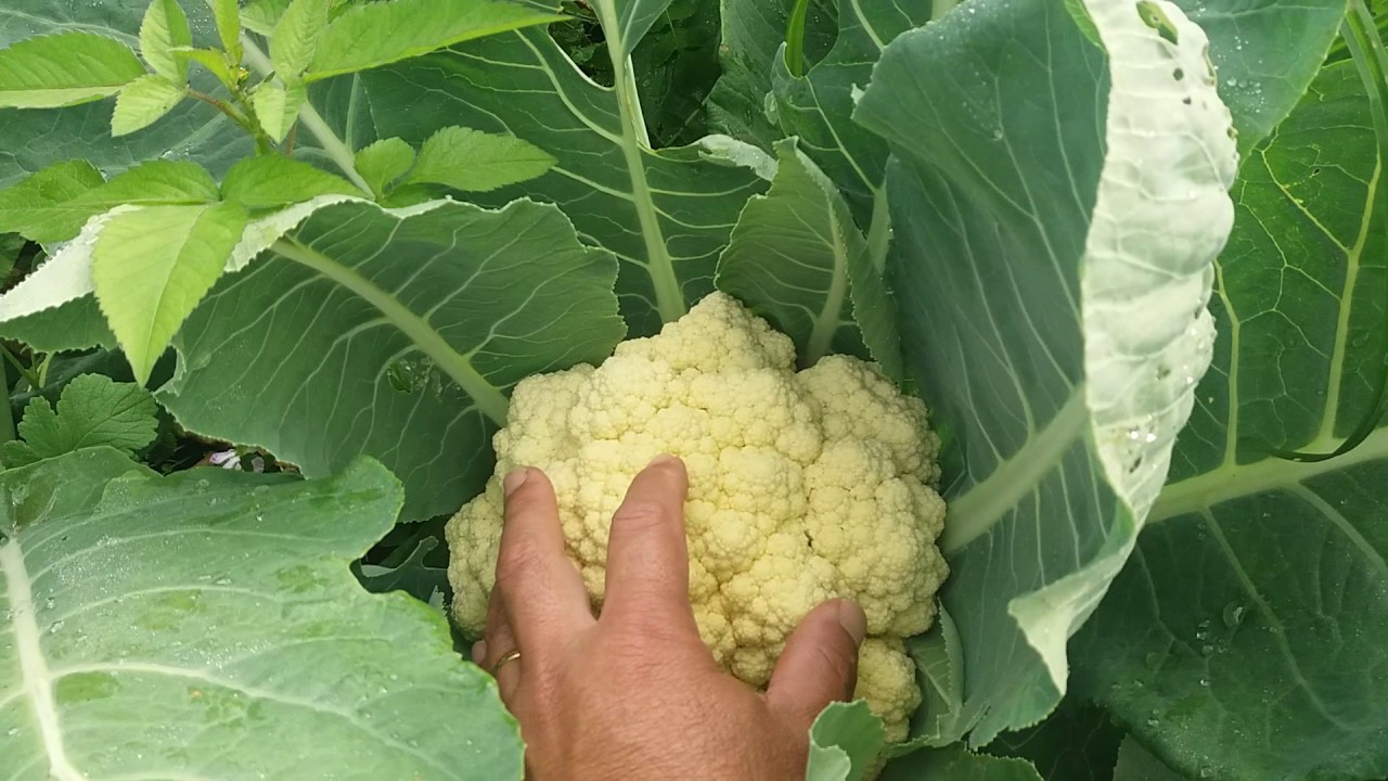 Plantio de couve flor