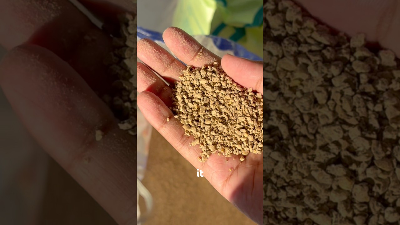 Duck Feed starter Feed_Phase 1 feed #farming #enjoy #satisfying #fypシ゚ #viralreels