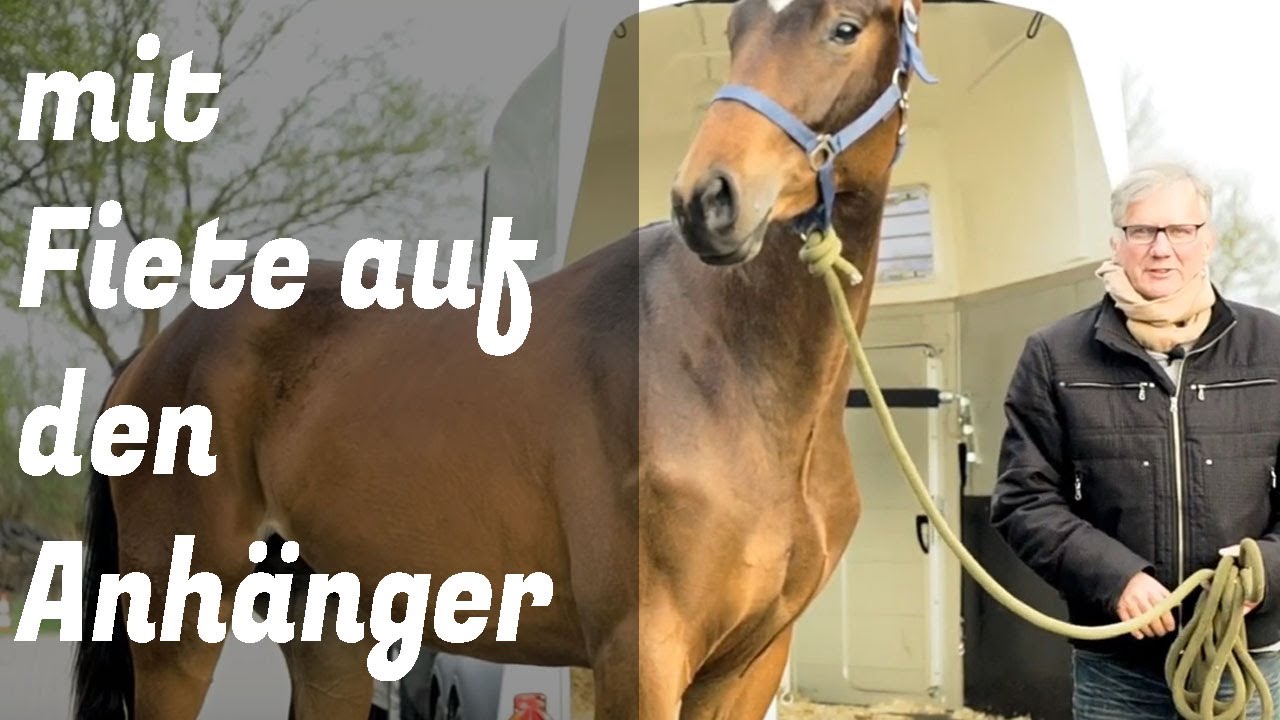 Anhängerverladen mit einem Jungpferd ungekürzt