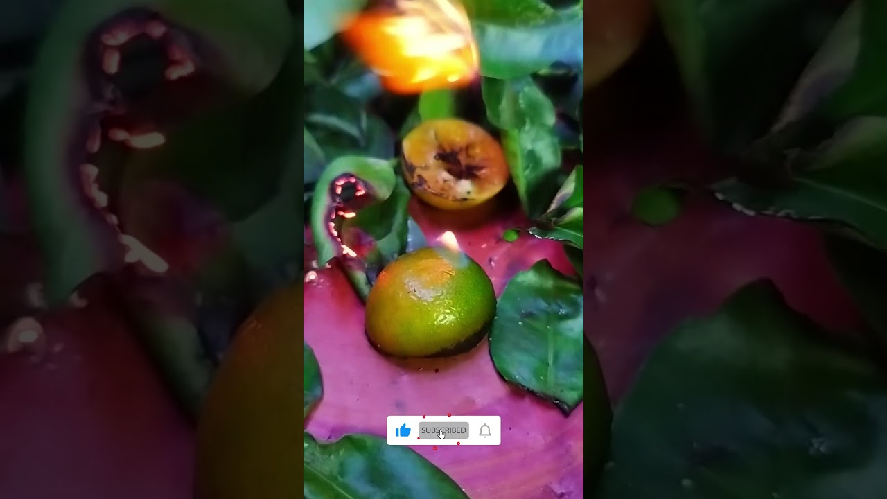 🔥🔥 The Sri Lankan Mandarin that Sizzles with Science! 🍊🔬