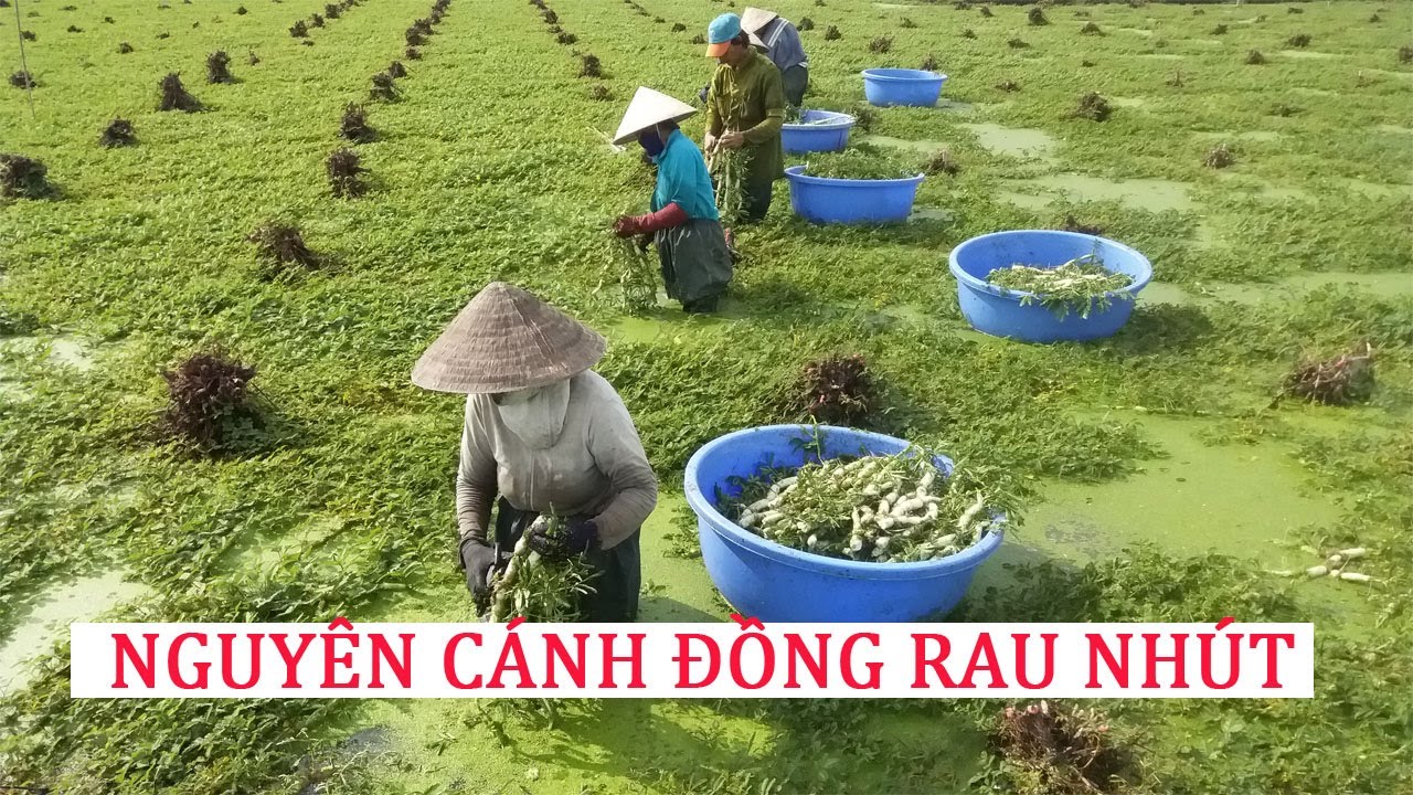Kỳ lạ rau nhút trồng trở gốc lên trời được thu hoạch trúng mùa độc đáo đẹp mắt  lạ thường