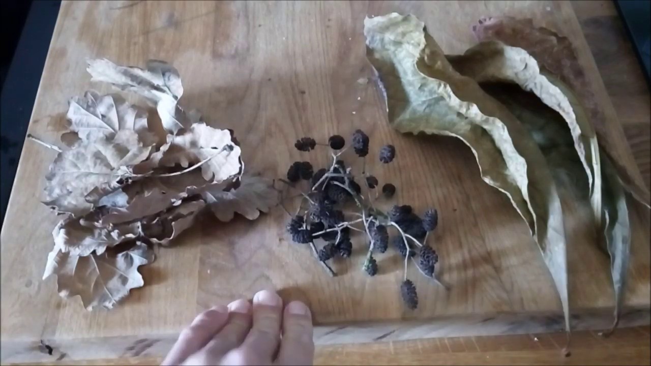 54. Śmietnik w akwarium. Szyszki olchy, liście dębu i ketapangu.