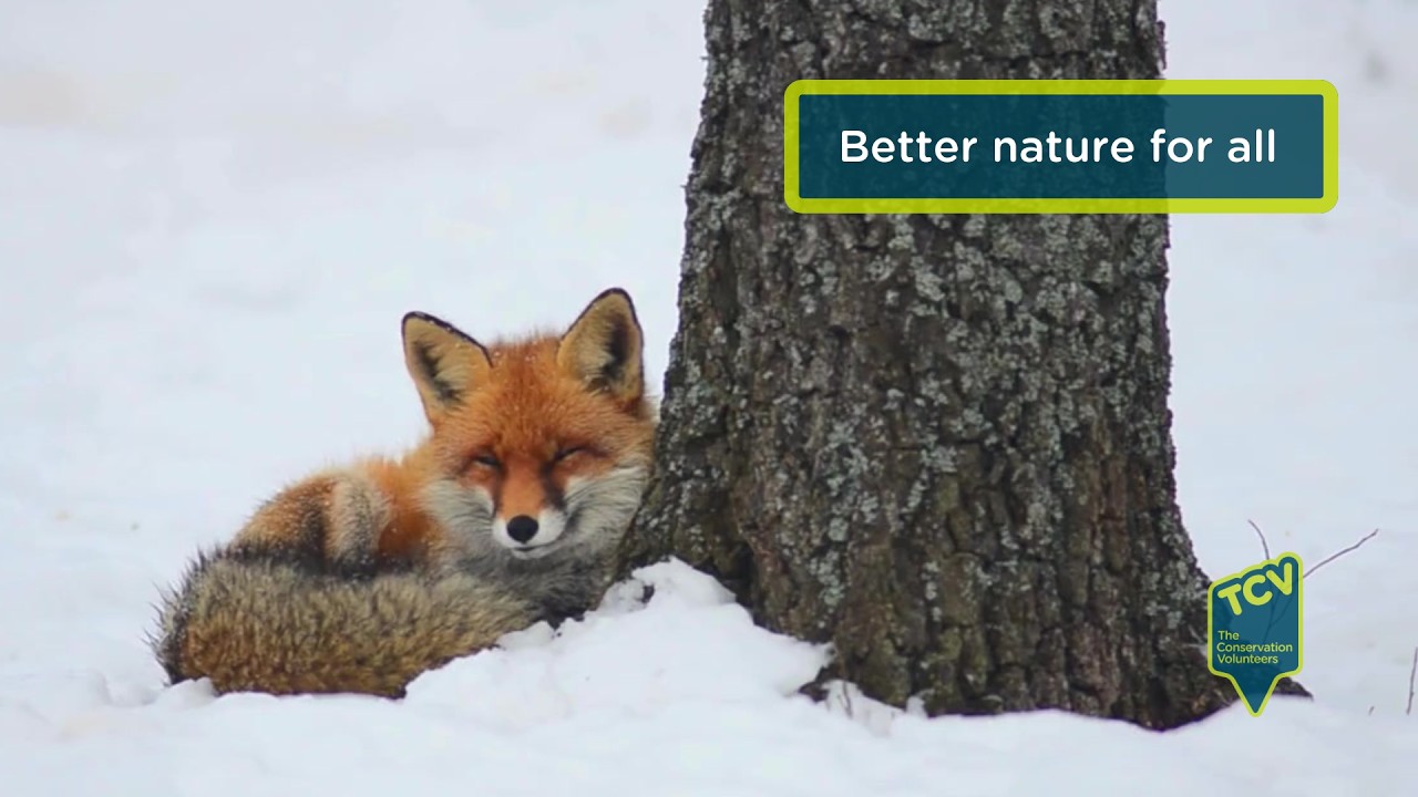 A festive thank you from The Conservation Volunteers (TCV)