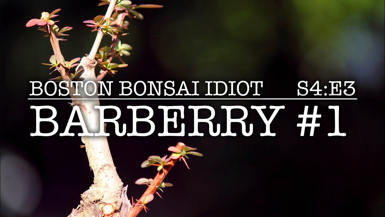 S4.E3__Barberry Bonsai #1 Initial Styling