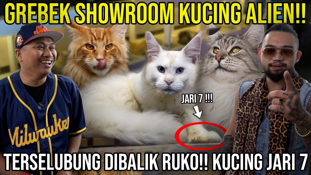 GREBEK SHOWROOM KUCING ALIEN!! TERSELUBUNG DIBALIK RUKO!! KUCING JARI 7!! CATSROOM #indoexotic