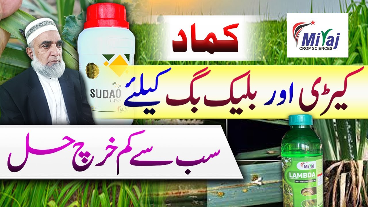 Most economical way to contol Black bug and Borer in Sugarcane || Crop Reformer