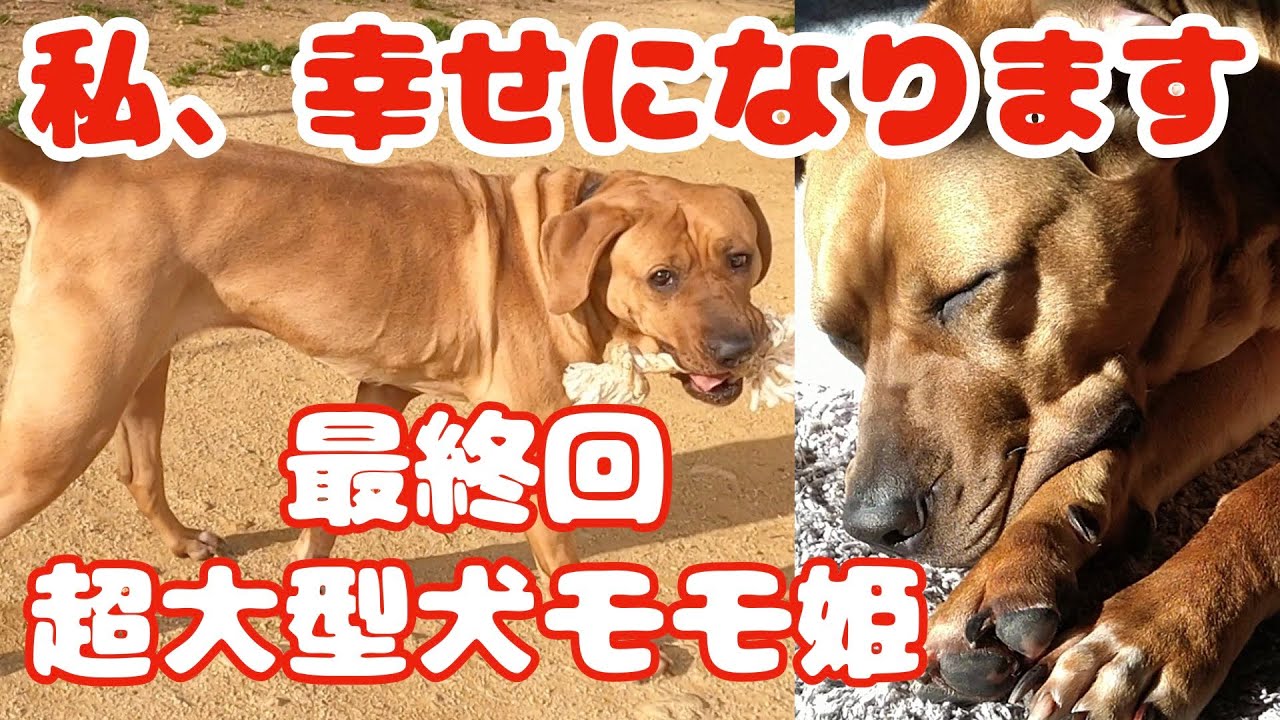 【速報】土佐犬モモちゃんついに本当のママパパが！！〈卒業〉