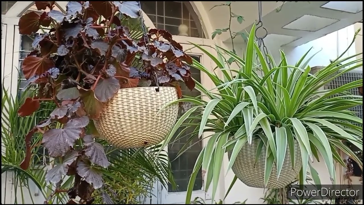 Most effective Soil composition for Hanging Baskets