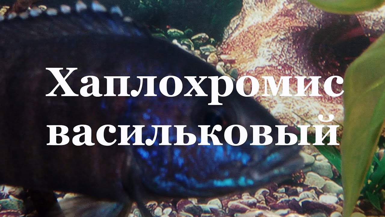 Хаплохромис васильковый (василек): повреждение роговицы глаза, лечение.
