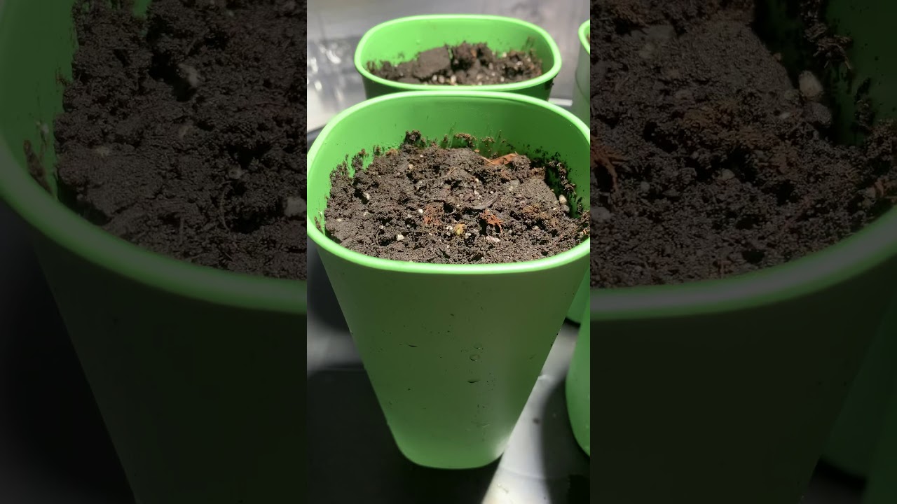 Cannabis seeds coming up😎
