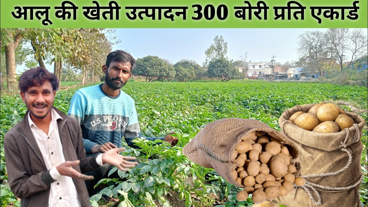 आलू की खेती उत्पादन 300 बोरी प्रती एकार्ड |Aalu ki kheti utpadan 300 bori prati ekard |#kheti #aalu 