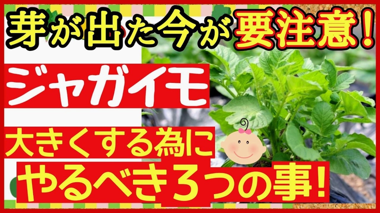 ジャガイモは芽が出た後が超重要！収穫量を増やす3つの秘策♪芽かき・土寄せ・追肥・じゃがいもの育て方【初心者・プランター家庭菜園】