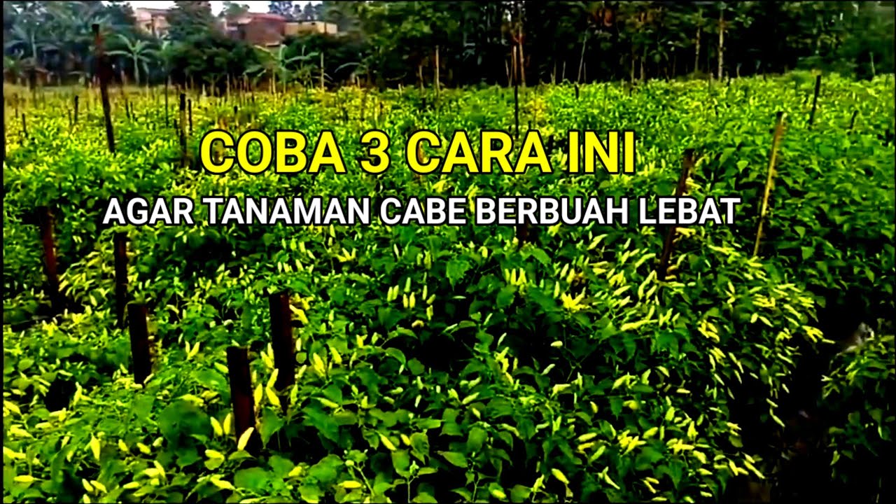 DENGAN TIGA CARA INI !! TANAMAN CABE BERBUAH LEBAT 