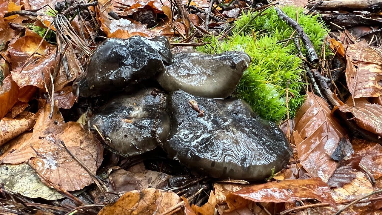 Hygrophorus marzuolus a principios de marzo 2026 🍄❄️