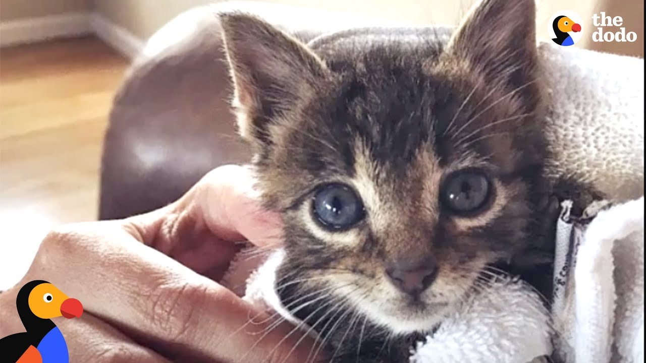 Tiny Kitten Becomes An Adventure Cat Like His Brother | The Dodo