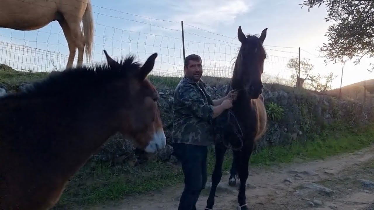 Autóctonos vamos a cargar a Viriato que se lo llevan para marcar.Rogelio también se quiere ir.