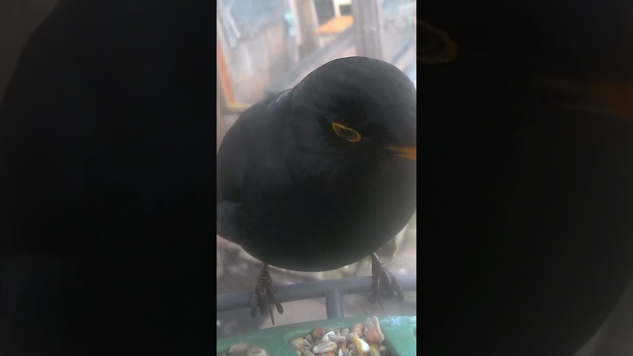 @ArkWildlife @BirdfyShorts @RSPBvideo @birdfy_by_netvue