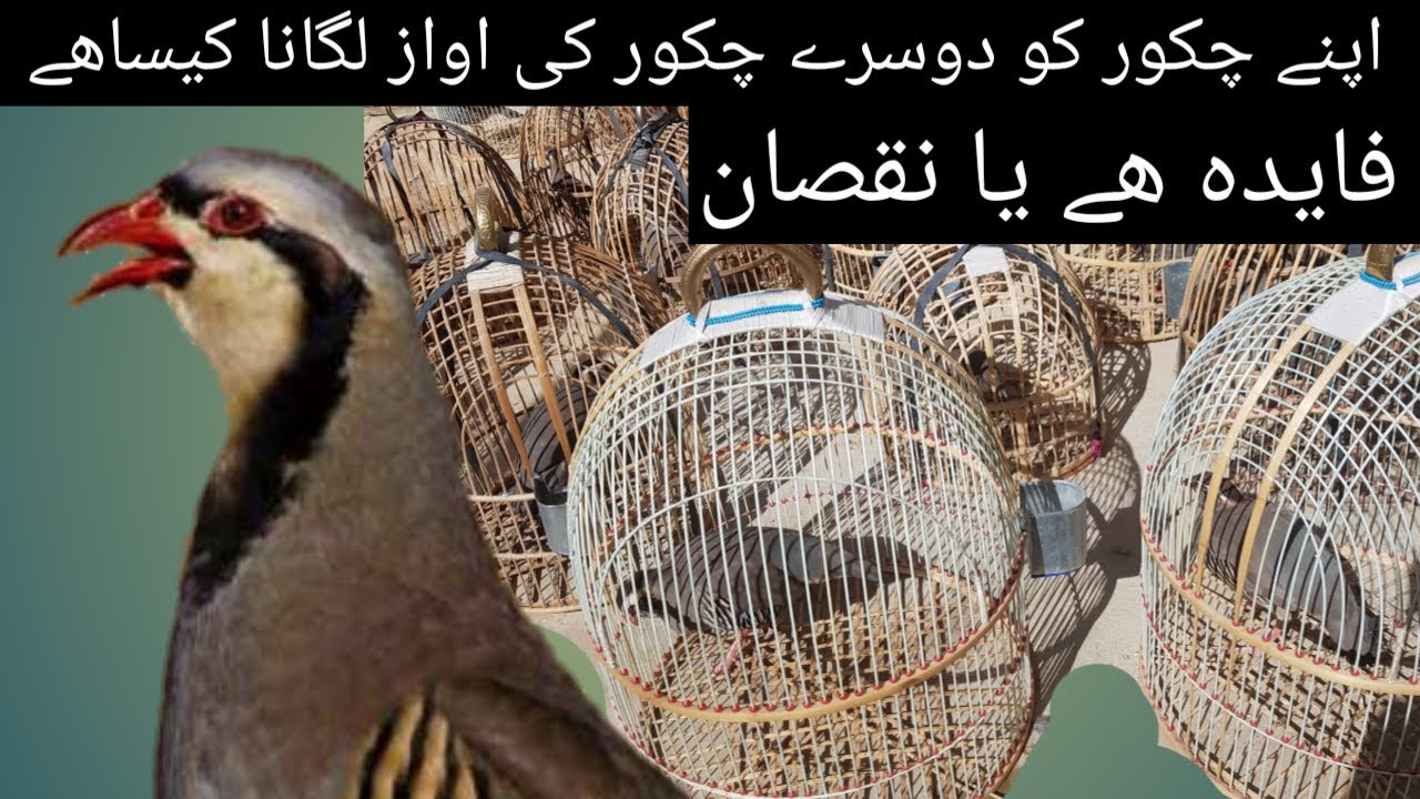 Apna chakor ko dusre chakor ki awaz lagana kaisa hai