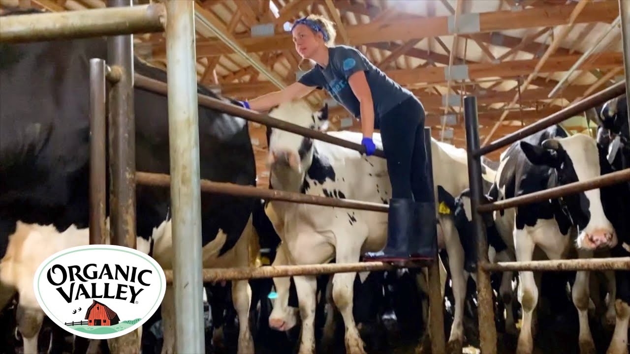 Milking Cows in an 8-Swing Parlor: See How it Works