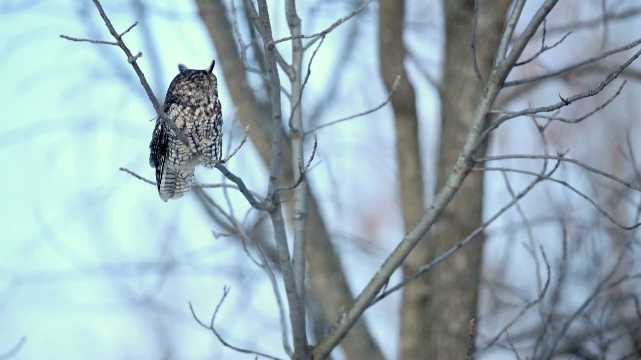 Long-eared Owl Searching For A Meal