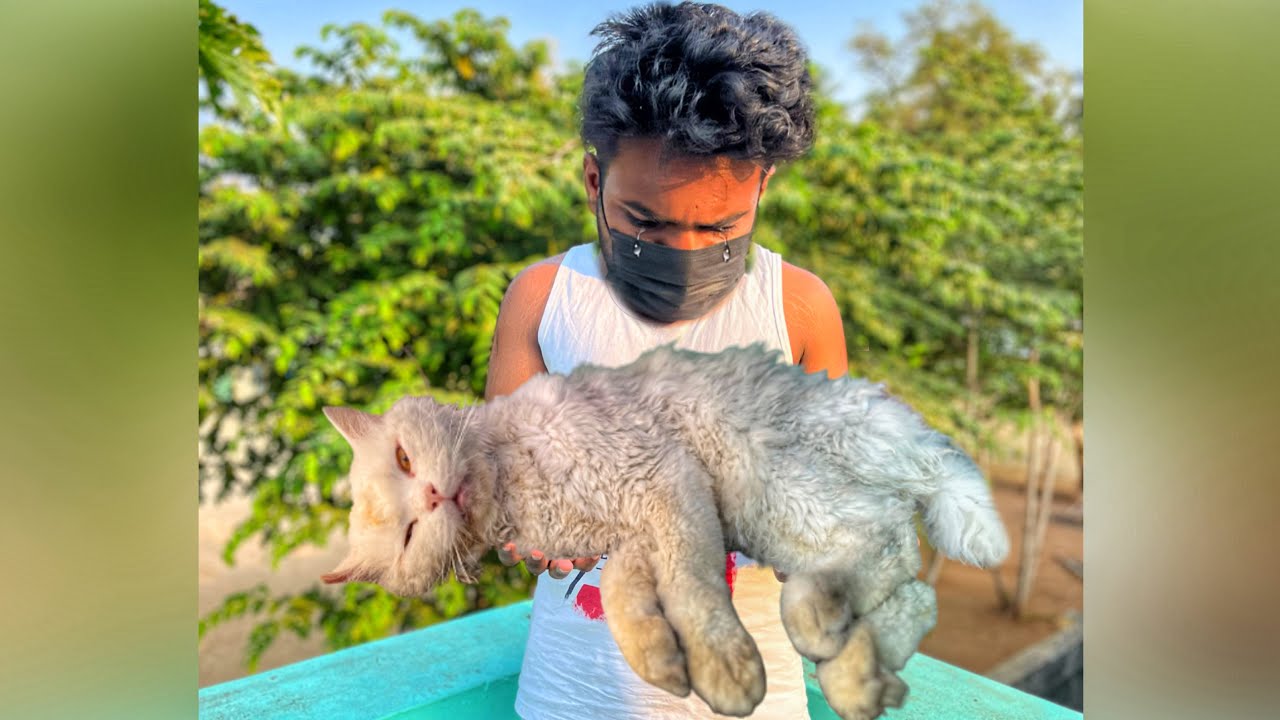 MY BABULOO CAT LAST VIDEO  ( CAT IN SERIOUS CONDITION ) 😭✨ - #vlog #cat #trending #trendingvideo