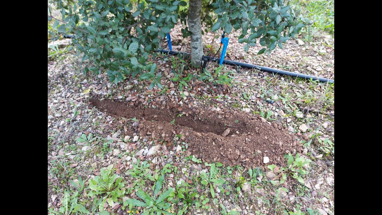 Apport de spores Inoculum Truffe Plus