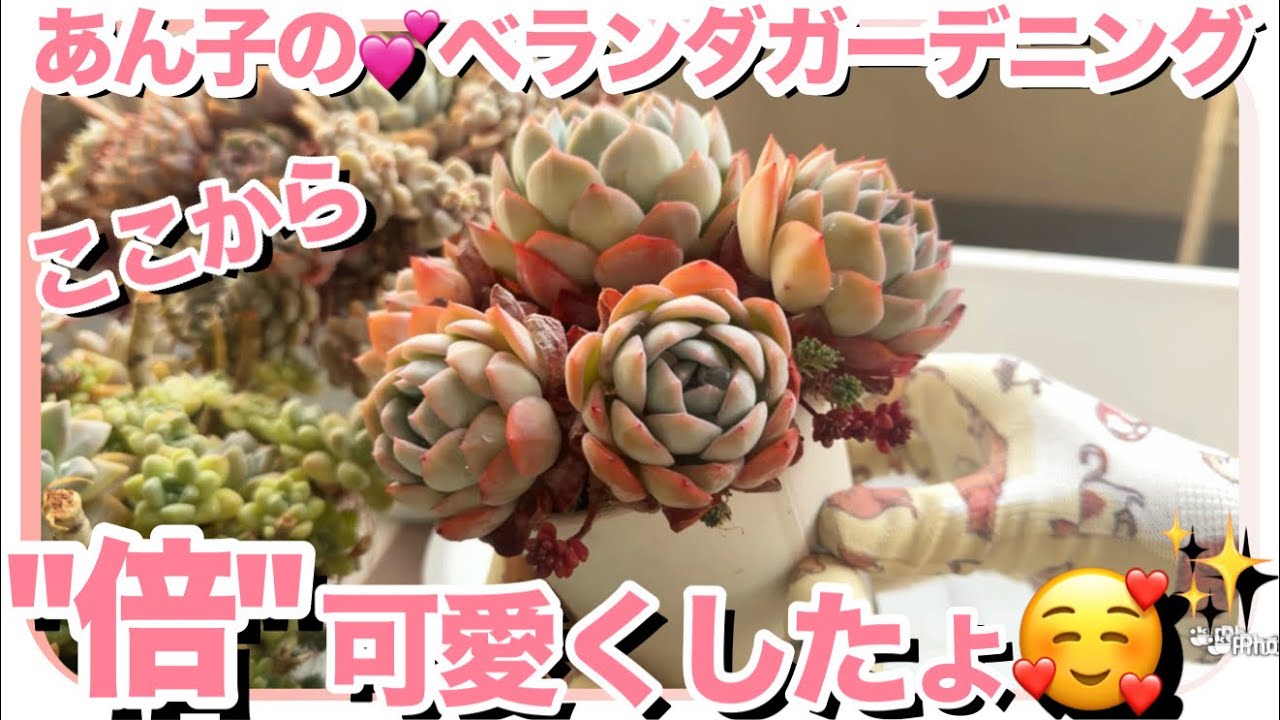 『これ好きかも❣️』の組み合わせ🥰【多肉植物】【多肉】【ベランダ多肉】