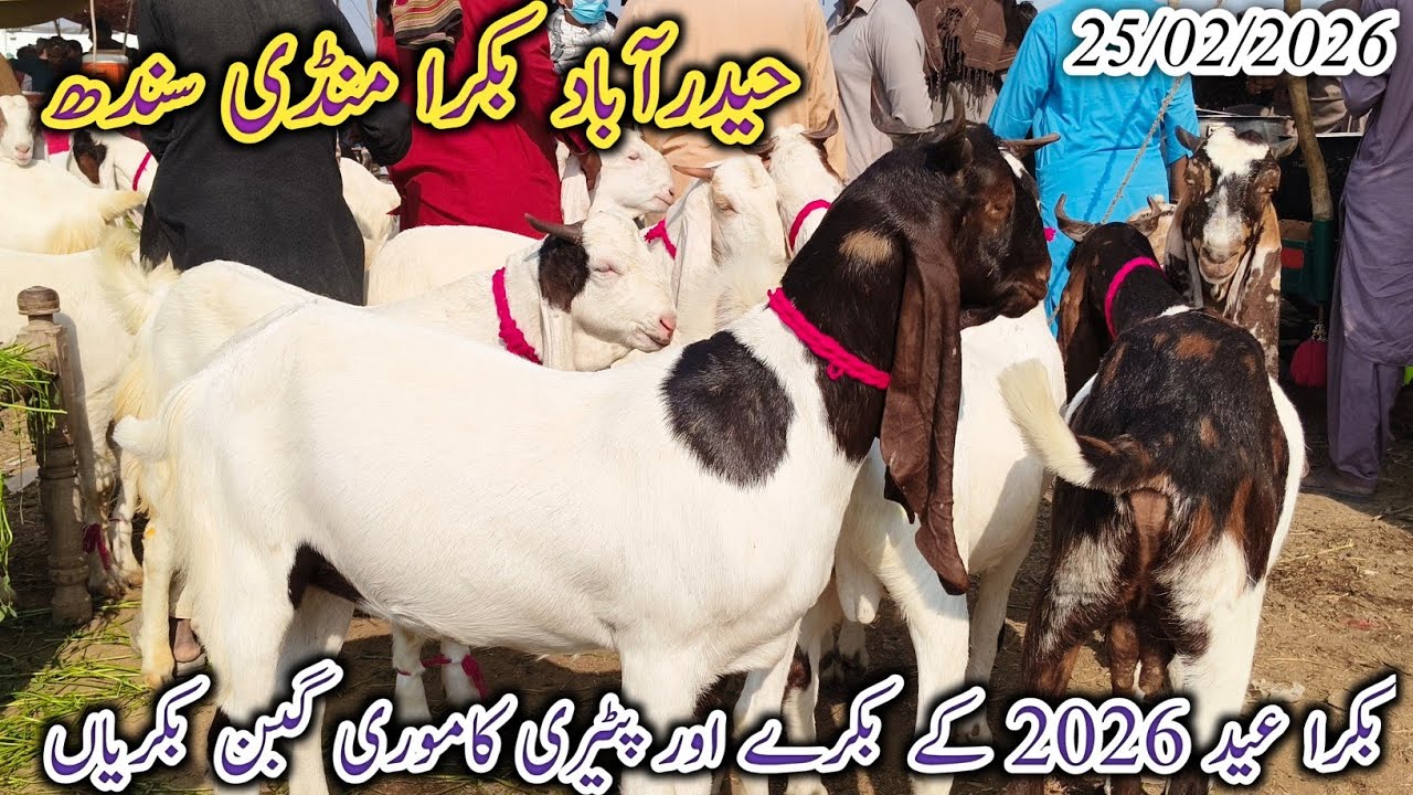 Hyderabad Bakra Mandi | Today update | Bakra Eid 2026 | patari kamori bakriyan | date 25/02/2026