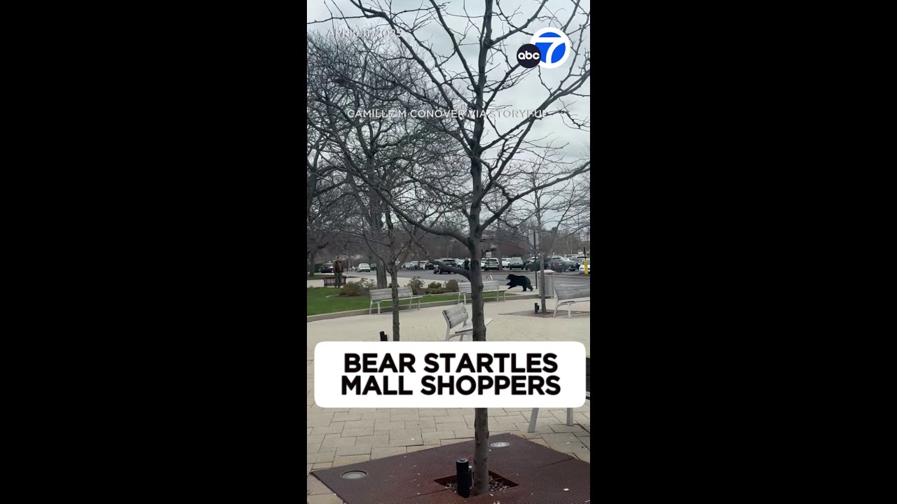 Shoppers flee as bear charges across parking lot
