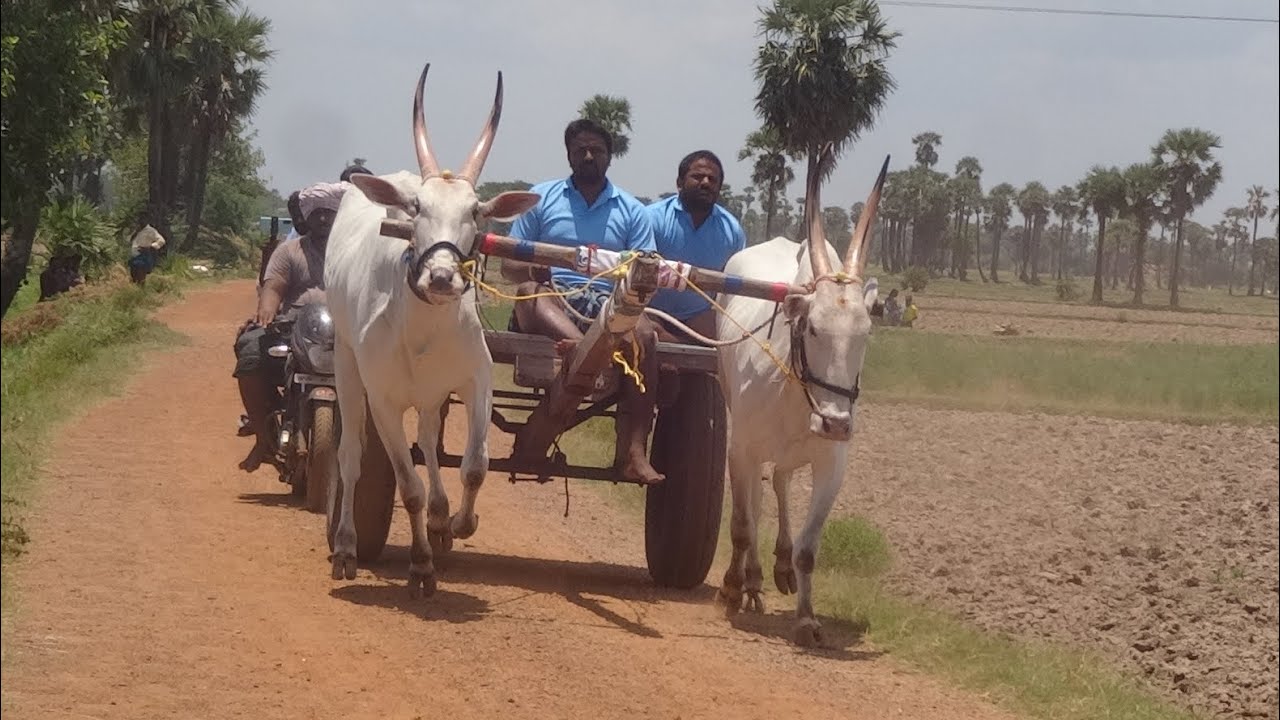 Top five bulls at alluru junior s category bullrace 🔥🔥💥🔥