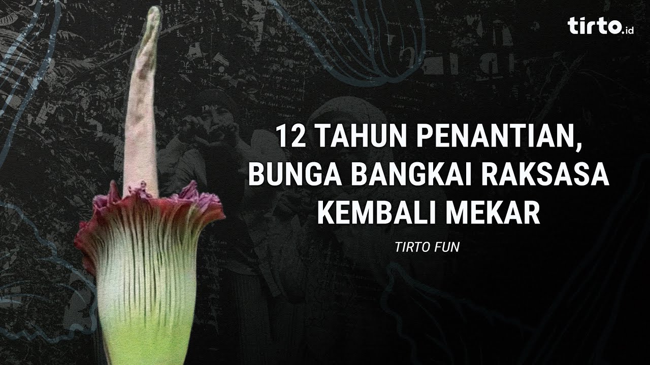 Tirto Fun | 12 Tahun Penantian, Bunga Bangkai Raksasa Kembali Mekar