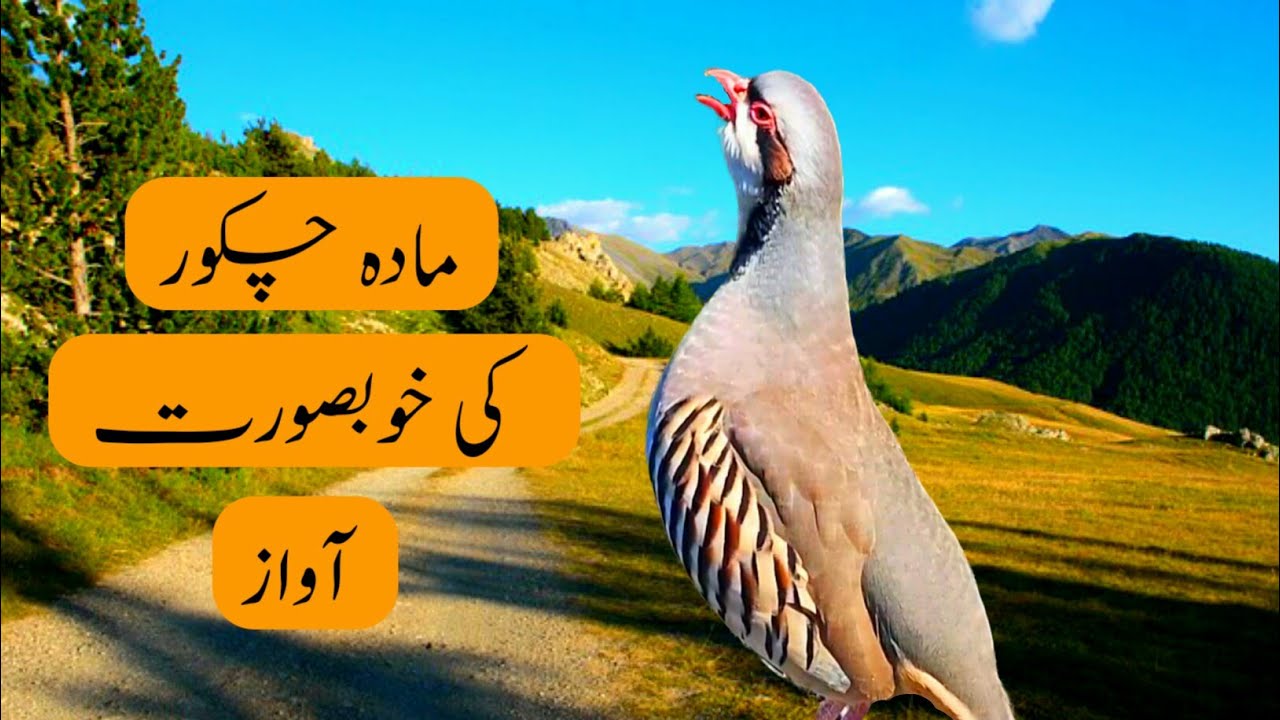 Female Chakor voices // female chukar sounds // female chakor ki awaaz // голос кеклика // صوت الحجل
