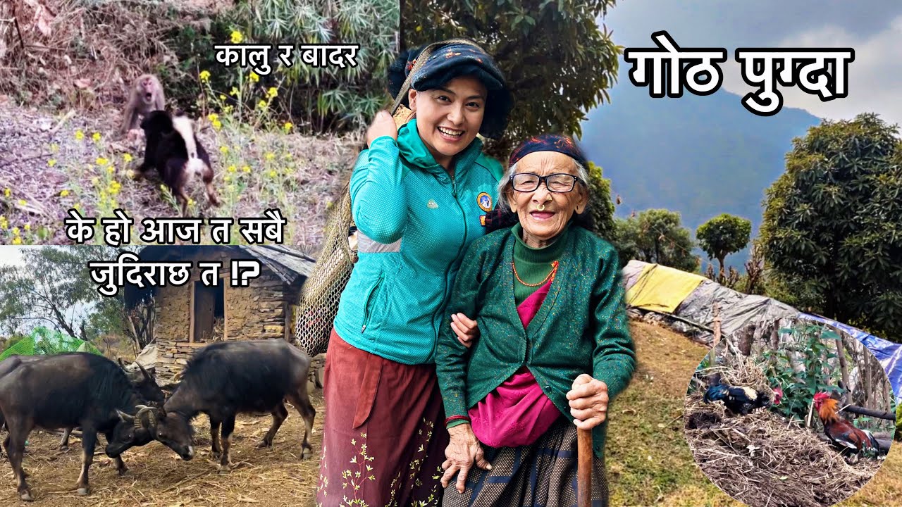 आज गोठ फर्किदै ।बाजे भात नखाई बस्दिने !बुजु रिसले fire 😂 ।बादर र कालु को fight! आज त सबै जुदिराछ हौ