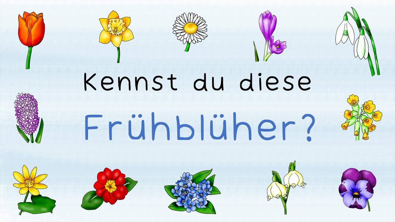 Frühblüher benennen (Lernvideo, Sachunterricht, Grundschule)