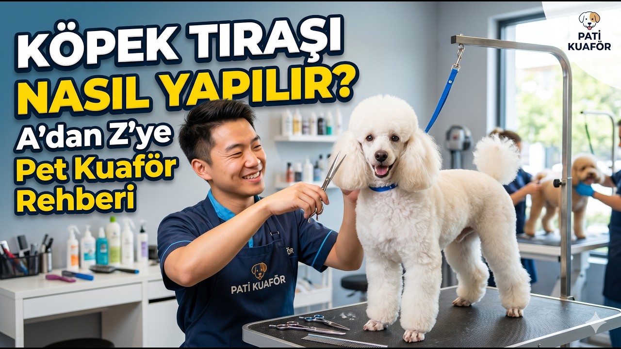 Köpek Tıraşı Nasıl Yapılır? A'dan Z'ye Pet Kuaför Rehberi | PETÇİZMELİKEDİ PETSTORE & PET KUAFÖR 🐶✂️
