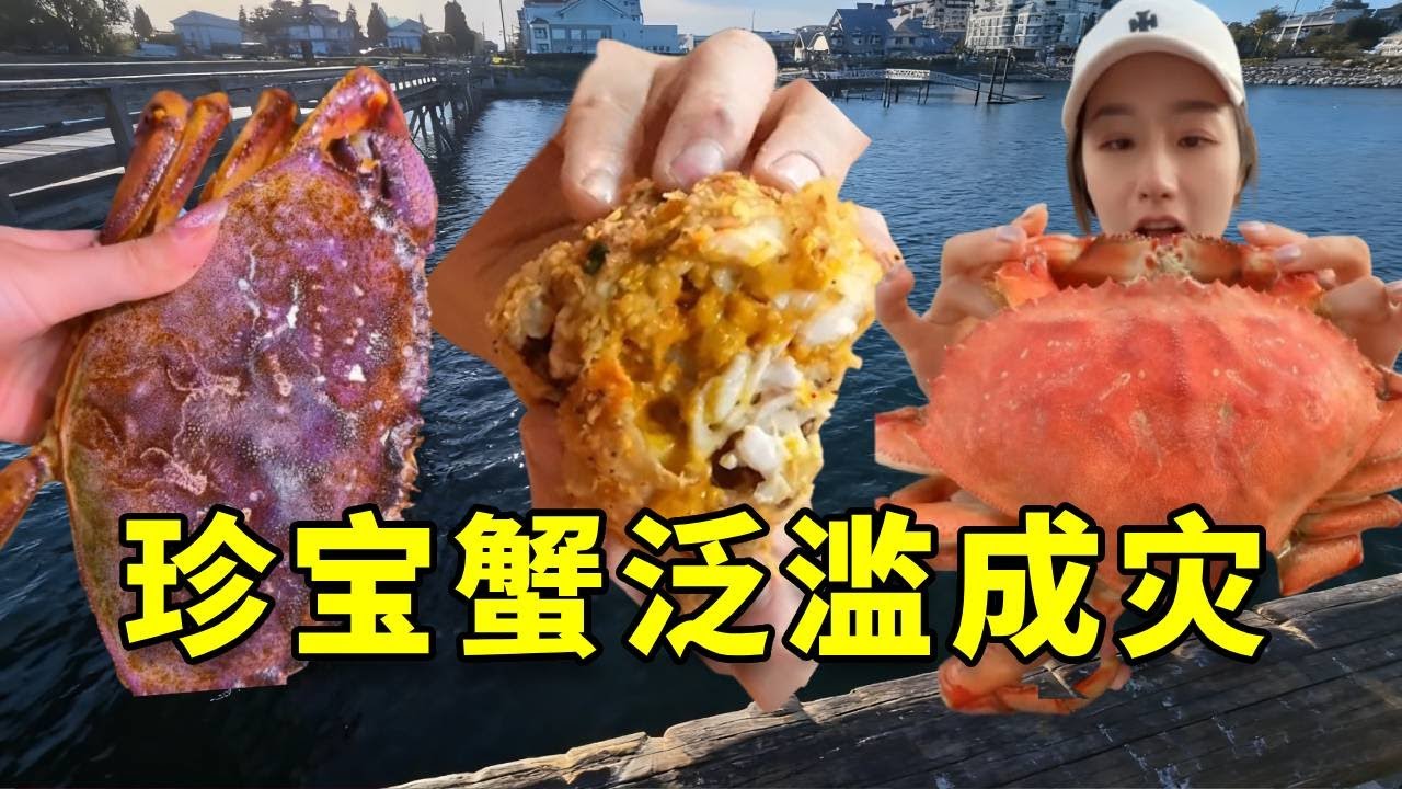 国内买500块钱一只的螃蟹竟然在加拿大泛滥了，据说这种螃蟹是最好吃的螃蟹！我带女友火速赶往加拿大。 #加拿大 #大豪夫妇 #赶海 #螃蟹 #珍宝蟹