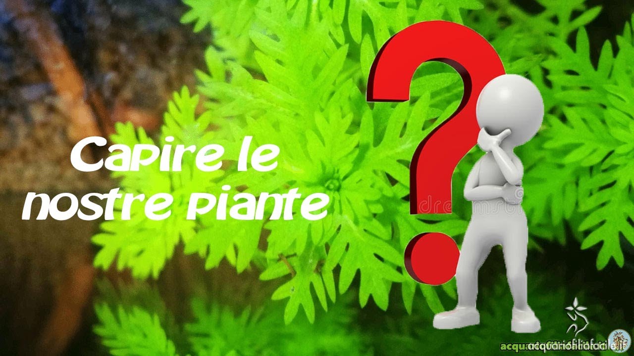 CAPIRE LE NOSTRE PIANTE IN ACQUARIO