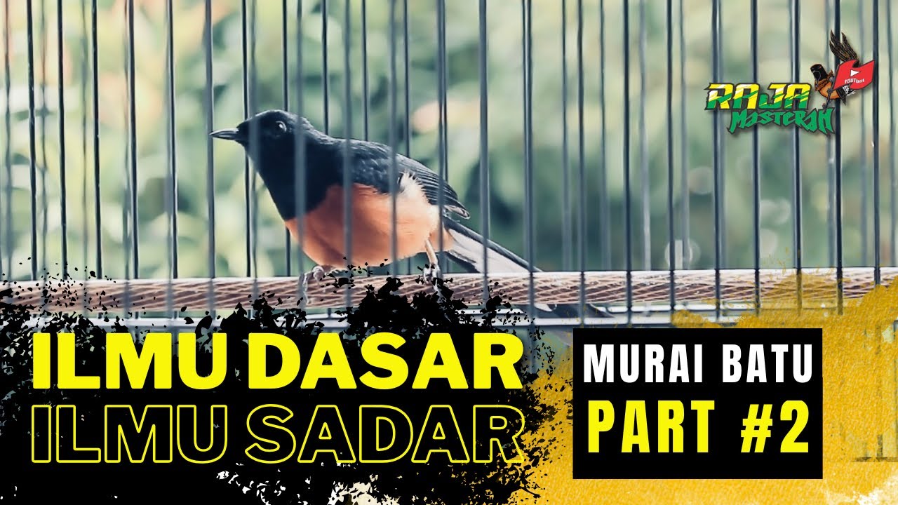 MENENTUKAN POLA RAWATAN HARIAN MURAI BATU ‼️ 