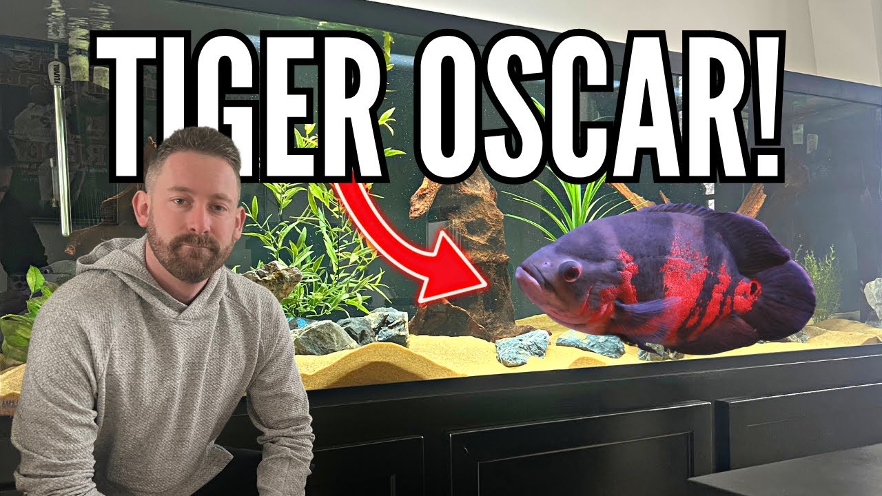 Huge Oscar Cichlid Added to Billy Donovan's 180 Gallon Aquarium