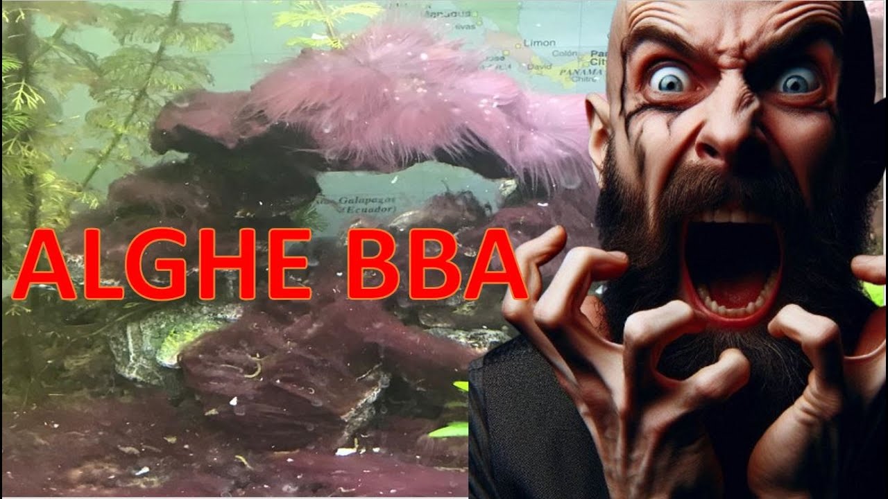Le alghe nere a pennello, le BBA, cause e cura del tuo acquario