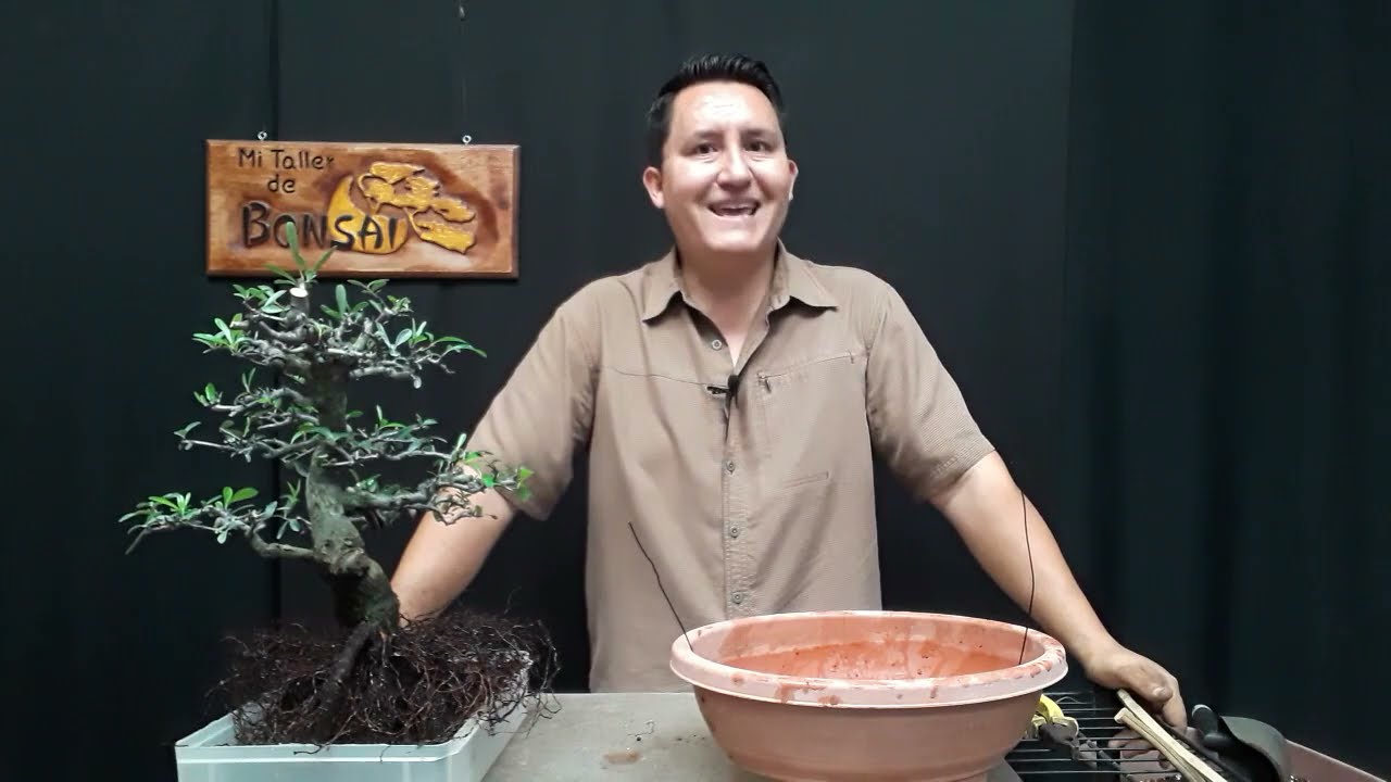 Trasplantando mi PIRACANTA
