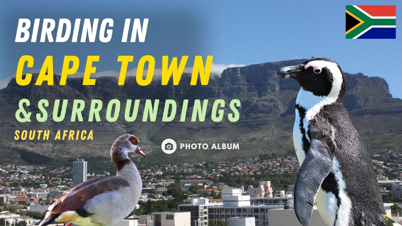 Birding in Cape Town & Surroundings Dec 2011
