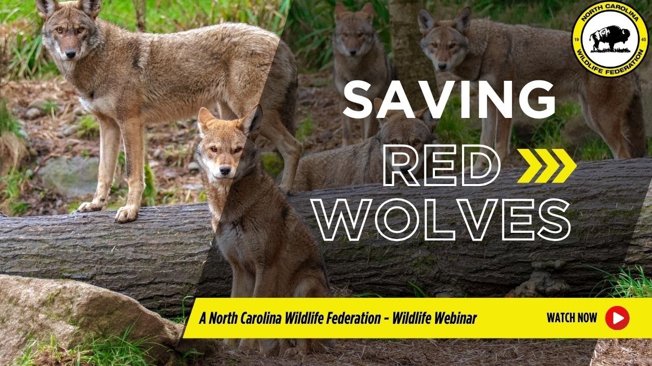 Saving The World’s Most Endangered Canid: Red Wolves in NC - North Carolina Wildlife Federation