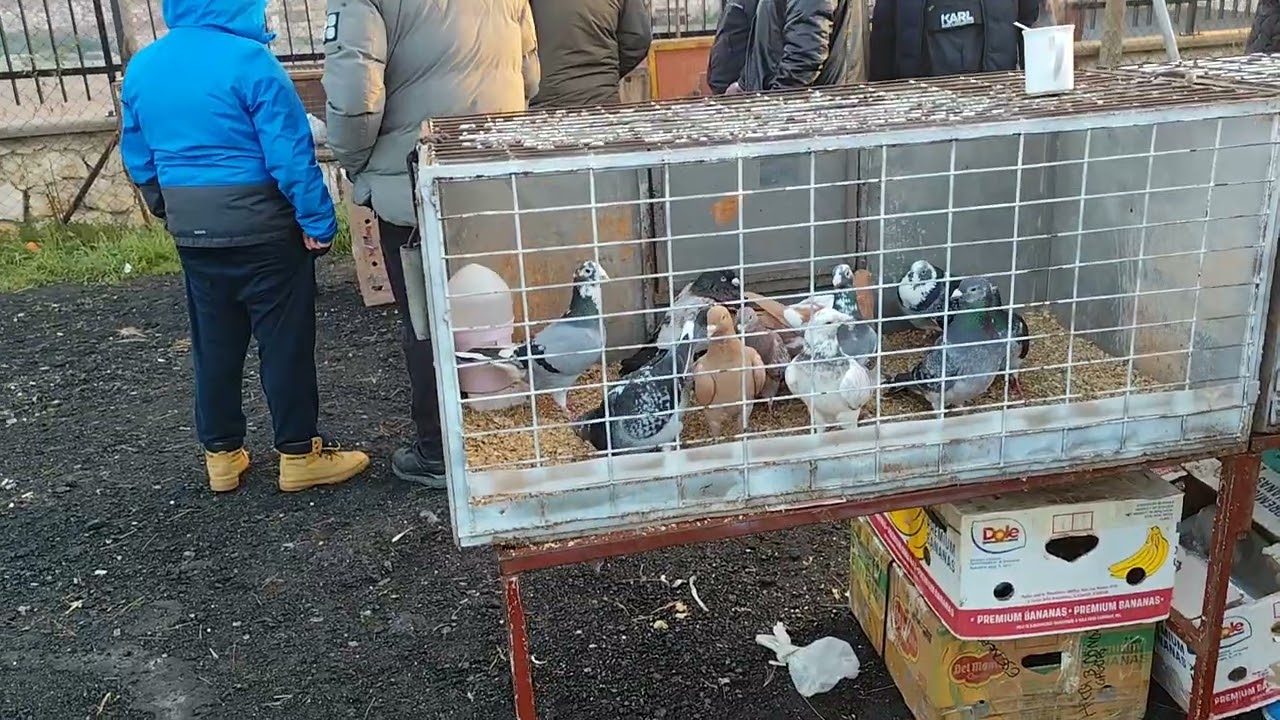 İSTANBUL EDİRNEKAPI KUŞ PAZARI SÜPER KUŞLAR VARDI #keşferbeniöneçıkar#pigeon#güvercin#